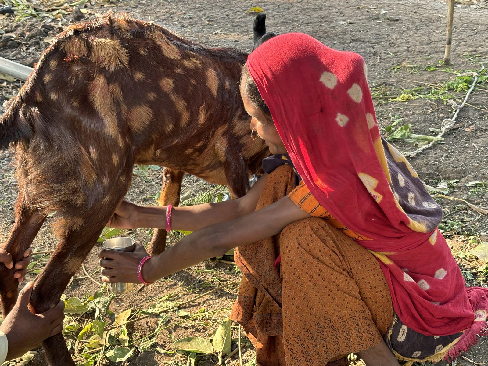 Milk from her goat. Manjila Damor