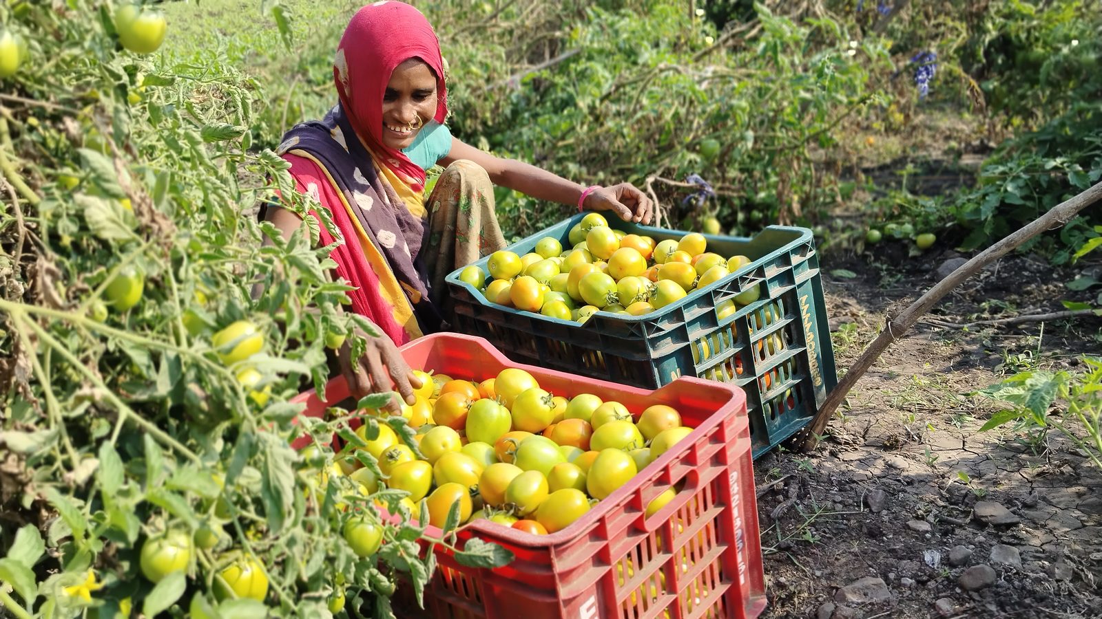 A tomato harvest. Manjila Damor